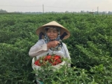 Cơ hội cho các doanh nghiệp Việt xuất khẩu ớt vào Malaysia